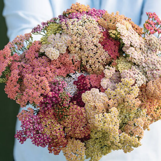 Yarrow; White and Summer Pastels