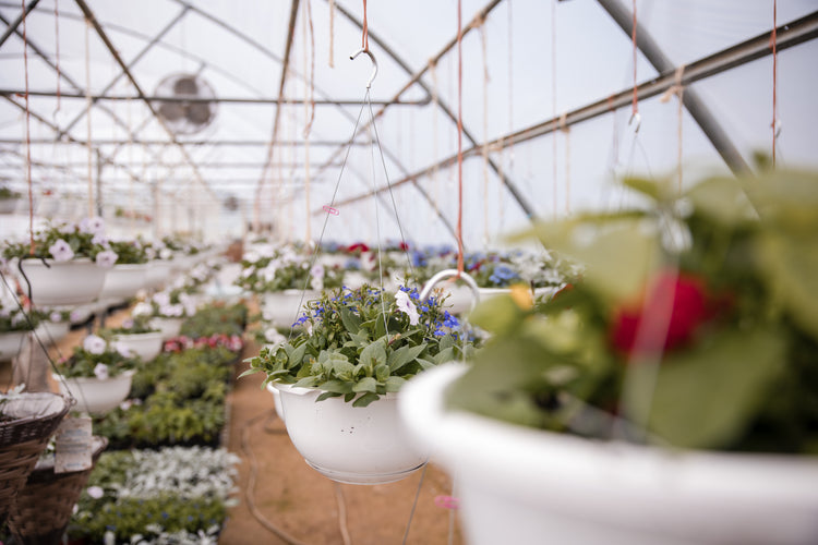 Hanging Baskets