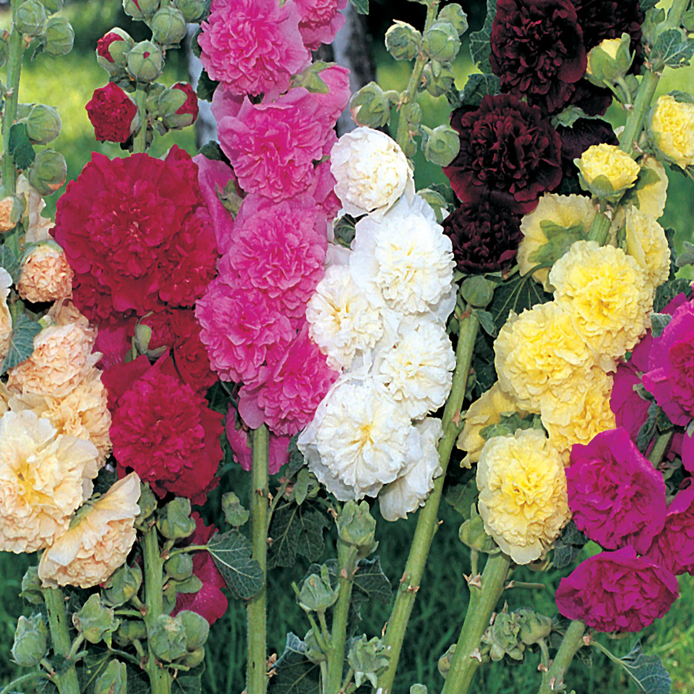 Hollyhock, Pink