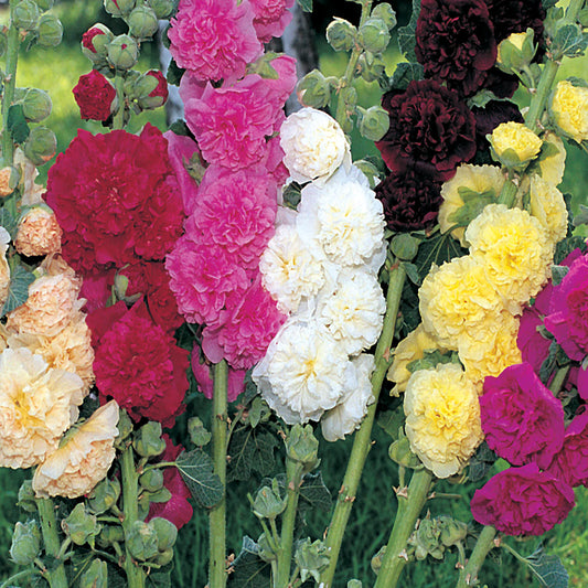 Hollyhock, Pink