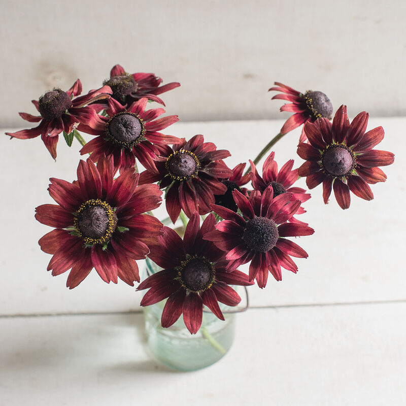 Rudbeckia, Cherry Brandy