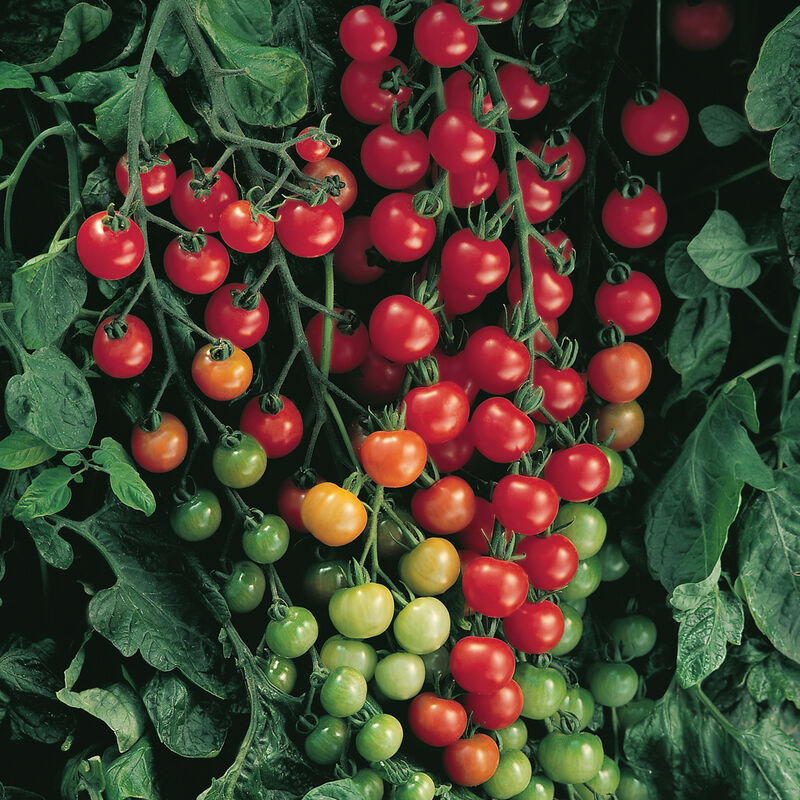 Tomato; Heirloom, cherry, slicing, beefsteak, etc.