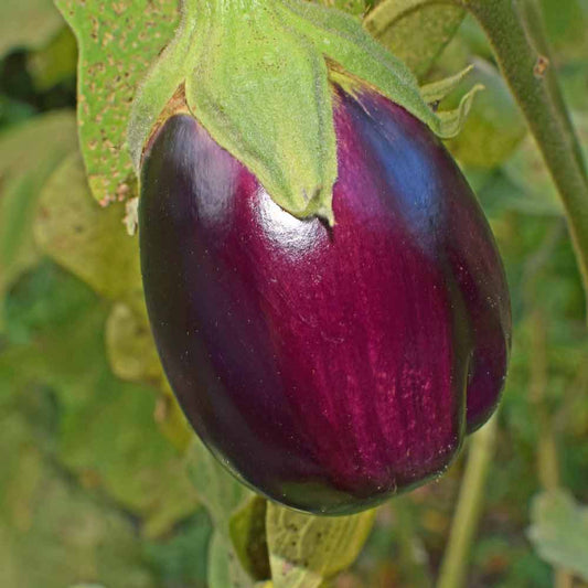 Eggplant; Black Beauty, Ping Tung Long, and Patio Baby