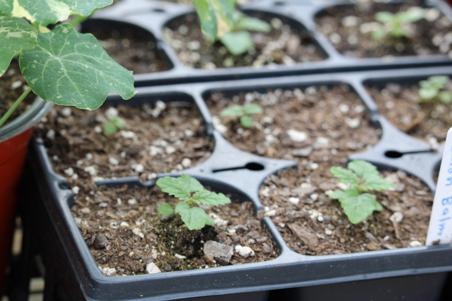 Lemon Balm