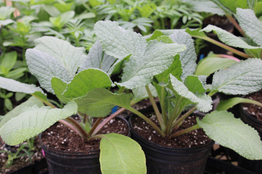 Borage