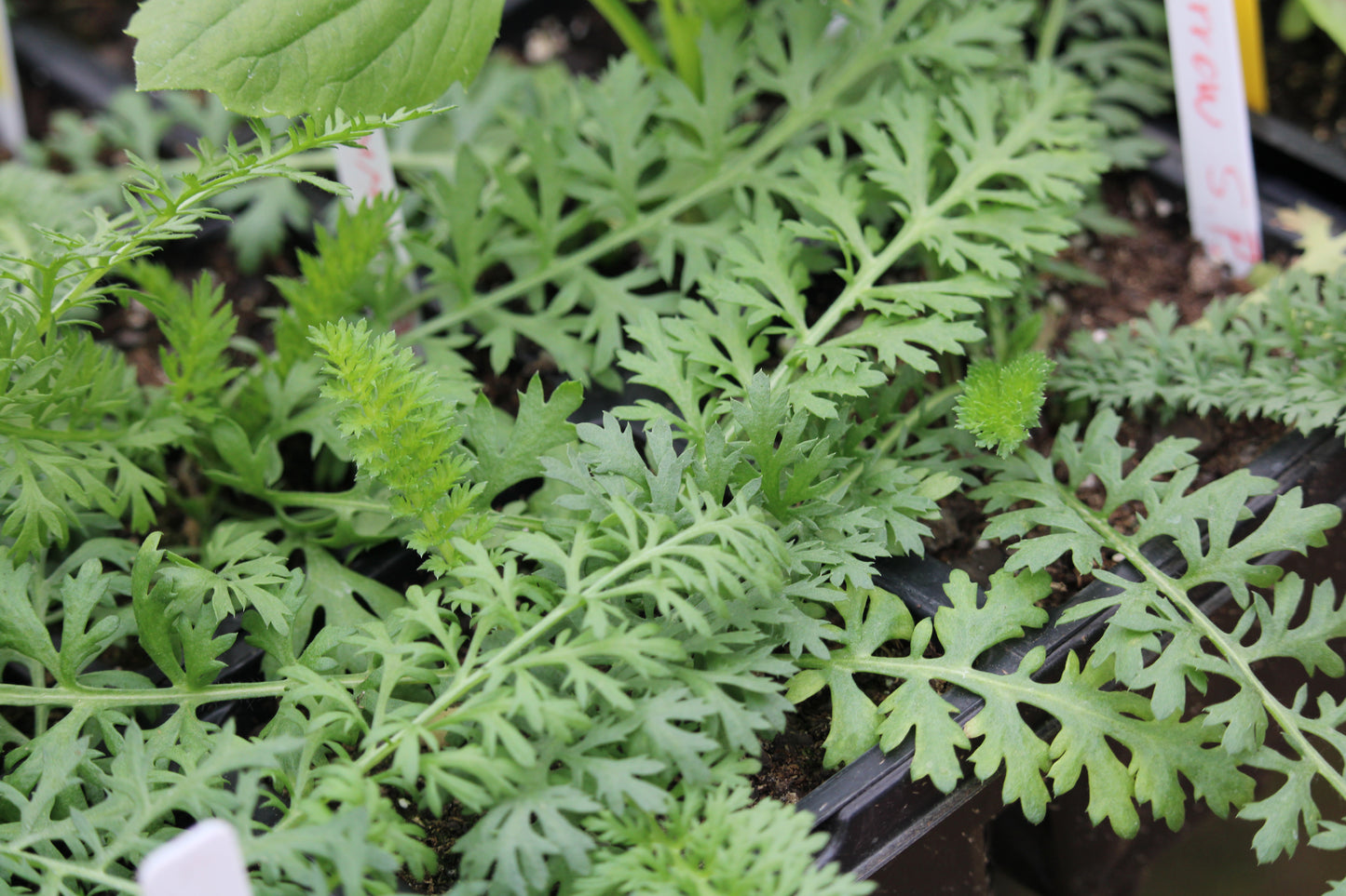 Yarrow; White and Summer Pastels